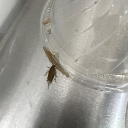 7-Eleven - Cockroach
