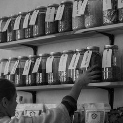 Wild Roots Apothecary - Colleen packing orders for custom herb blends