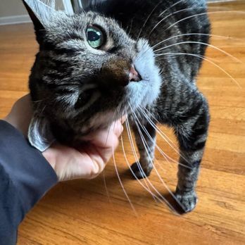 KittyBuddy - Pet Sitting Near Me - Tacoma, Washington KittyBuddy - Pet Sitting Near Me - Tacoma, Washington