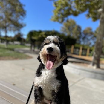 Off Leash K9 Training Fresno - Pet Training Near Me