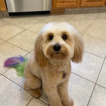 Pretty in Fluff - Pet Groomers Near Me Pretty in Fluff - Pet Groomers Near Me
