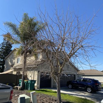 Maverick Arbor Care - Get rid of those nasty trees - Tree Services Near Me Maverick Arbor Care - Get rid of those nasty trees - Tree Services Near Me