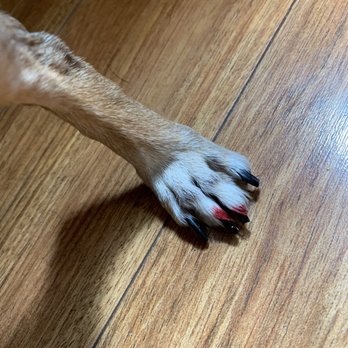 Four Muddy Paws - Blood stained fur - Pet Groomers Near Me - Edwardsville, Illinois