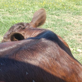 Kinder Farm Park - So close to cows - Playgrounds Near Me - Millersville, Maryland