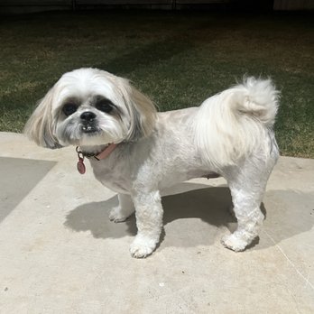 EZ Breeze Grooming - Bailey - Pet Groomers Near Me - Fredericksburg, Texas