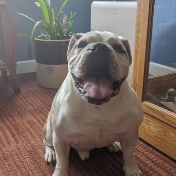 Daily Pet Parlor - Pet Groomers Near Me - Covington, Kentucky Daily Pet Parlor - Pet Groomers Near Me - Covington, Kentucky