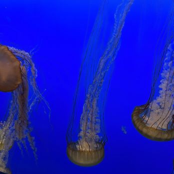 Monterey Bay Aquarium - Jellies - Aquariums Near Me - Monterey, California Monterey Bay Aquarium - Jellies - Aquariums Near Me - Monterey, California