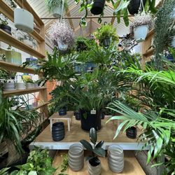 Little Shop of Soil - The plants