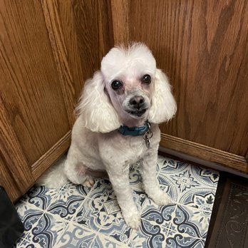 A Yuppy Puppy - Here is a picture of my poodle Toby - Pet Groomers Near Me - Modesto, California A Yuppy Puppy - Here is a picture of my poodle Toby - Pet Groomers Near Me - Modesto, California