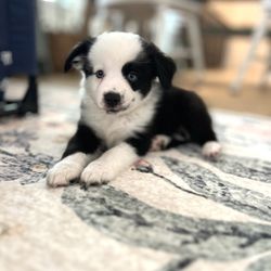 Stonebrook Family Pet Clinic - Newest patient of SFPC!