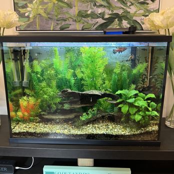 Trinity Medical Imaging - Fish tank at reception - Diagnostic Imaging Near Me - Toronto, Ontario Trinity Medical Imaging - Fish tank at reception - Diagnostic Imaging Near Me - Toronto, Ontario