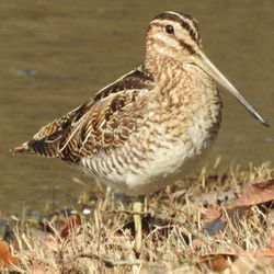 Travelers Rest RV Resort and Golf Course - Wilson's Snipe