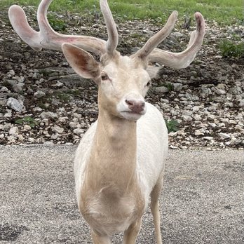 Natural Bridge Wildlife Ranch - Reindeer - Ranches Near Me - San Antonio, Texas Natural Bridge Wildlife Ranch - Reindeer - Ranches Near Me - San Antonio, Texas