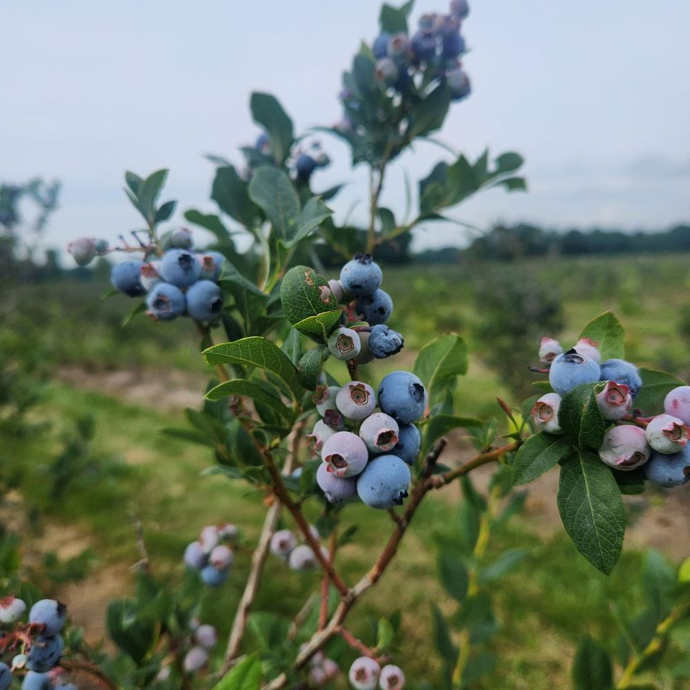 Ven Roy Blueberries - Pick Your Own Farms Near Me - Coopersville, Michigan Ven Roy Blueberries - Pick Your Own Farms Near Me - Coopersville, Michigan
