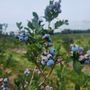 Photo of Ven Roy Blueberries