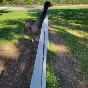 Congaree and Penn - Emu - Farms Near Me - Jacksonville, Florida Congaree and Penn - Emu - Farms Near Me - Jacksonville, Florida