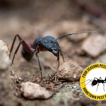 HomeTown Pest Control - Pest Control Near Me HomeTown Pest Control - Pest Control Near Me