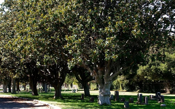 Alta Mesa Funeral Home and Memorial Park - Updated June 2026 - 45