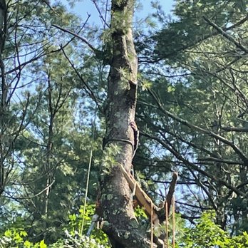Inter Landscaping & Construction - Tree removal - Masonry/Concrete Near Me