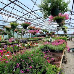 Grant's Garden Center - Inside one of the green houses