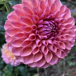 Bonny Blooms - Jowey Winnie late season