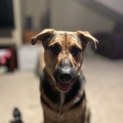 Fluency Dog Training