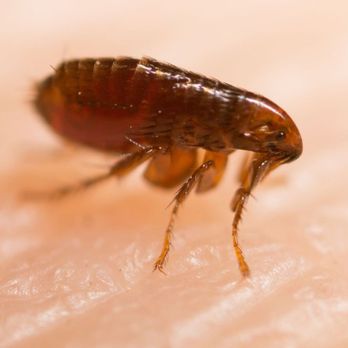 Esparza Pest Control - Pest Control Near Me - Edinburg, Texas Esparza Pest Control - Pest Control Near Me - Edinburg, Texas
