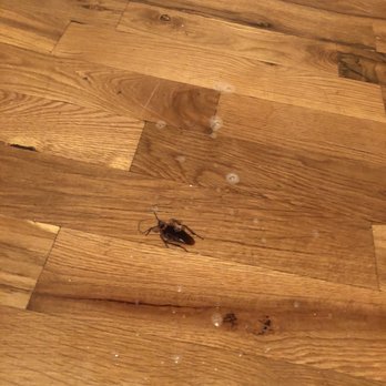 Beal Properties - Our lovely new roommate, a fat cockroach - Property Management Near Me - Chicago, Illinois Beal Properties - Our lovely new roommate, a fat cockroach - Property Management Near Me - Chicago, Illinois