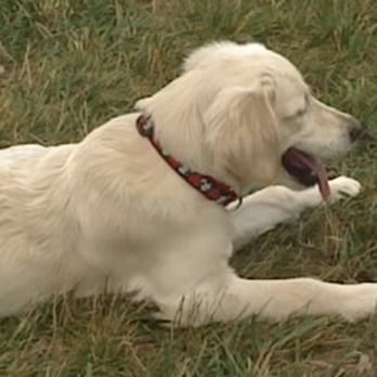 Bo's Run - Dog Parks Near Me - Hoffman Estates, Illinois