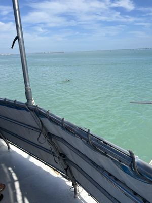 The Original Dolphin Watch by null