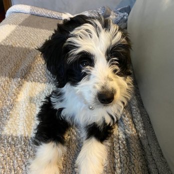 McDoodles of Texas - Love the cute face! - Pet Breeders Near Me McDoodles of Texas - Love the cute face! - Pet Breeders Near Me