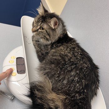 Citywide Pet Clinic - Weighing the little baby - Veterinarians Near Me - Monona, Wisconsin Citywide Pet Clinic - Weighing the little baby - Veterinarians Near Me - Monona, Wisconsin