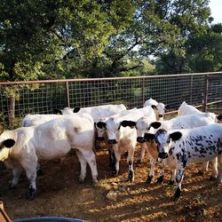 Texas West Animal Health