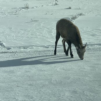 Jackson Hole Wildlife Safaris - Tours Near Me - Jackson, Wyoming