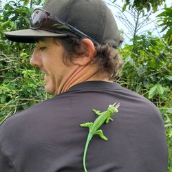 Mauna Kea Cacao - A Jackson's Chameleon hitches a ride in the orchard.