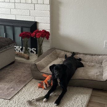 Rooted Dog Training - Place training success! - Pet Training Near Me