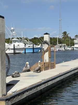 Key Largo Fisheries Backyard Cafe by null
