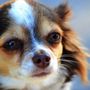 Photo of Shaggy Dog
