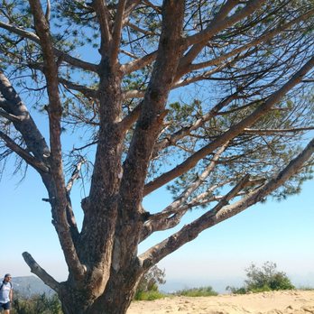 Wisdom Tree - Nirvana. - Landmarks & Historical Buildings Near Me - Los Angeles, California