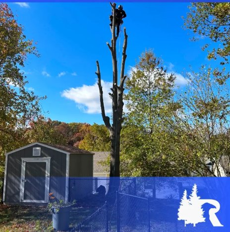 Raven Tree Service - tree service in Saint Louis, MO