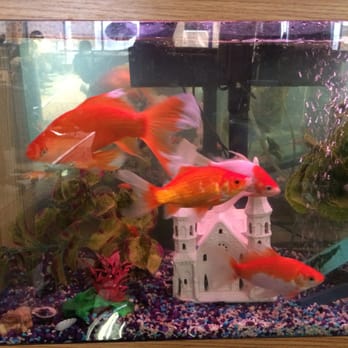 Sanchez Barber Shop - The amazing goldfish at Sanchez Barber Shop. - Barbers Near Me - Chicago, Illinois