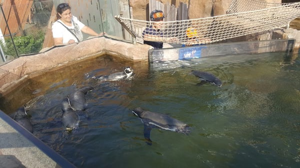 Sea Life Scheveningen by null