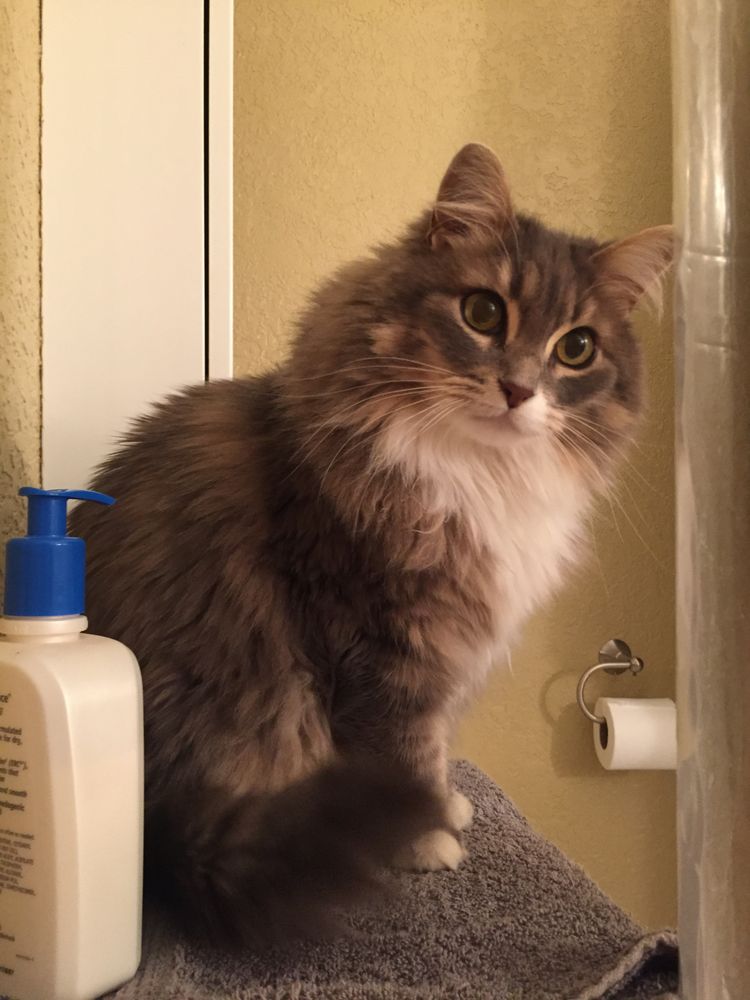 CATS IN THE CITY Updated July 2024 78 Photos & 107 Reviews 2036