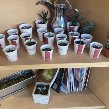 Hailed Coffee - Succulents! - Coffee & Tea Near Me - Toronto, Ontario Hailed Coffee - Succulents! - Coffee & Tea Near Me - Toronto, Ontario