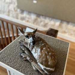 InSight Gallery