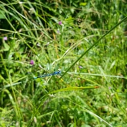 Park van Tervuren - If you have an eye for even the smallest wildlife, you'll feel like watching discovery channel.