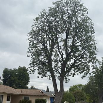 All About Trees - First job this morning - Tree Services Near Me - West Hills, California All About Trees - First job this morning - Tree Services Near Me - West Hills, California