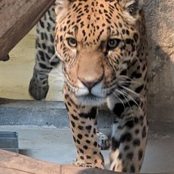 Zoo Dortmund - irgendwie schaut der Jaguar hungrig aus