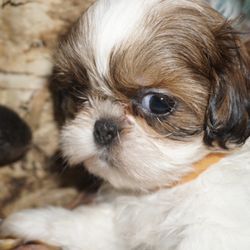 Shih Tzus by Elaine - My little cutie pie, Jackson, eight weeks he's over three months now.