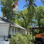 Rlayang Tree service
